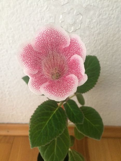 31.10.2018 - Gloxinia Iolanta-pierdut