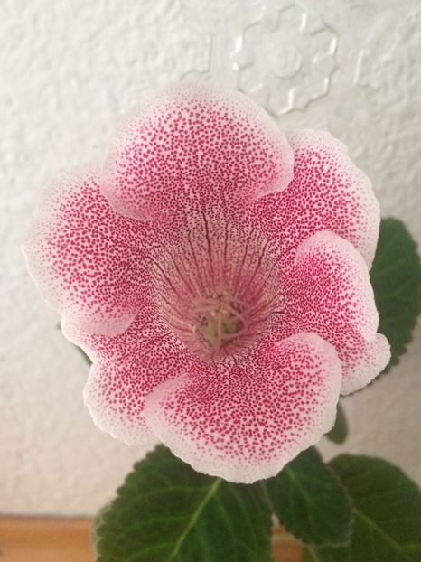 31.10.2018 - Gloxinia Iolanta-pierdut