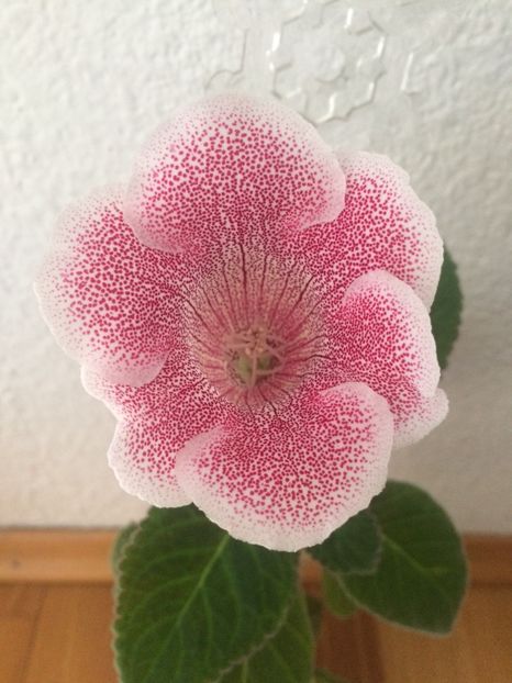 31.10.2018 - Gloxinia Iolanta-pierdut