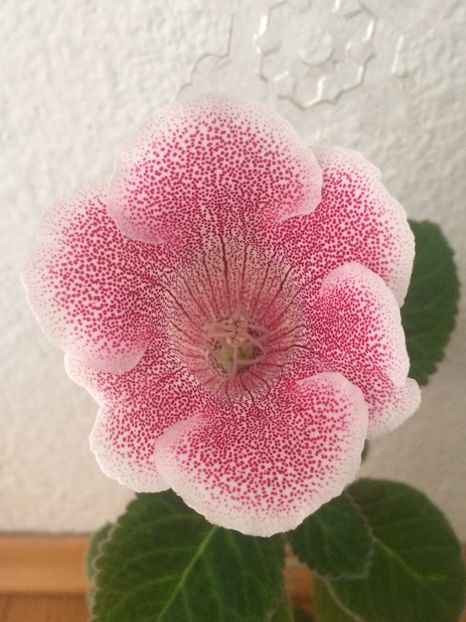 31.10.2018 - Provizorii înfloriți