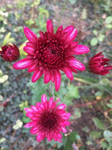 52EE213C-BB2C-4174-9551-C60F556F9C88 - Crizanteme 2018