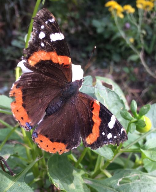 14B3D31F-E822-4BD4-9595-944106EC33DA - Octombrie