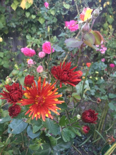 EC9A3009-1D55-40F4-84C1-F3F240607249 - Octombrie