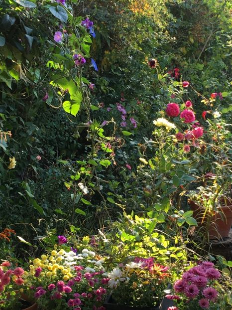 6A6BEEB9-1D29-4A84-9ED5-7E66A9C62008 - Octombrie