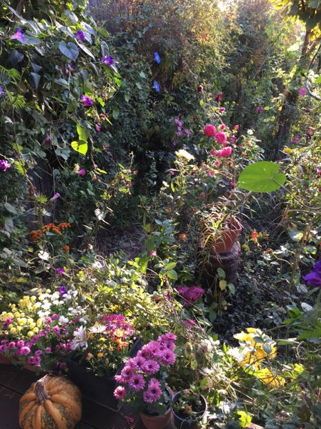 8525E2D4-2CF6-4D89-B3C2-2F37E1D921BD - Octombrie