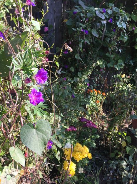 BEABBC70-50DB-4EB7-86C6-E6A25A0B5BB8 - Octombrie