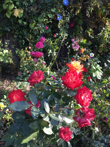 EAC27165-99E5-47B4-ADFF-20ACEF695AEF - Octombrie