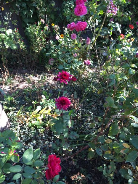 5B2C2C5B-317B-42D1-BDCB-3C4B0A607DFB - Octombrie