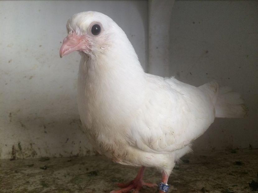 204 - 1-Lot zbor 2018