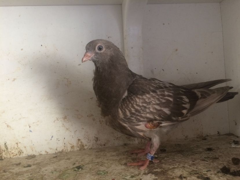 195 - 1-Lot zbor 2018