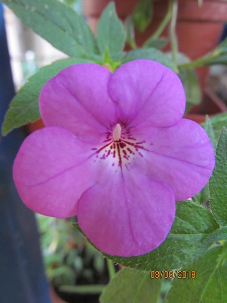  - ACHIMENES 2020 - VANZARI HIBRIZI