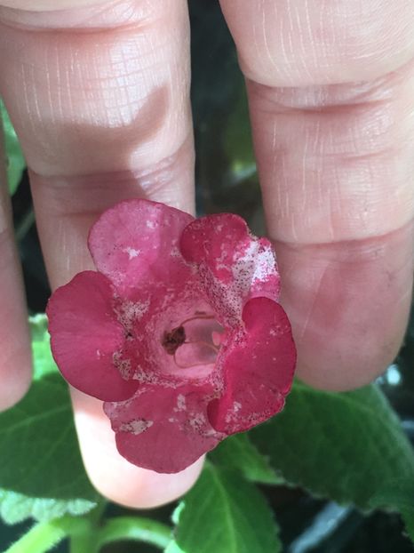 44906146-A2EF-48EE-B8CF-17C2884A0C60 - Sinningia 2018