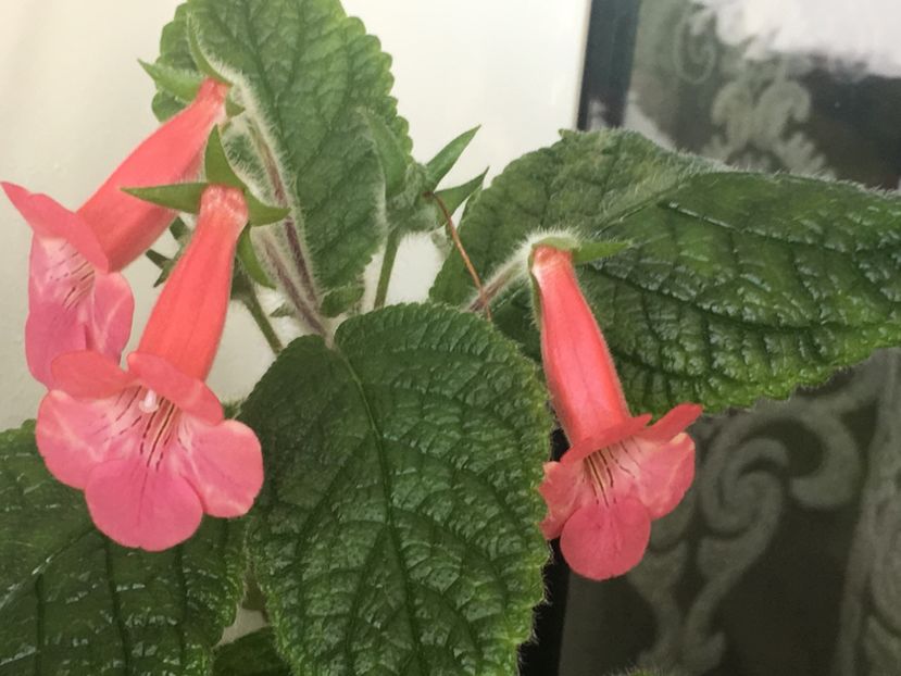 38A4C374-3F34-4BBA-A29B-70F1C31B2CA1 - Sinningia 2018