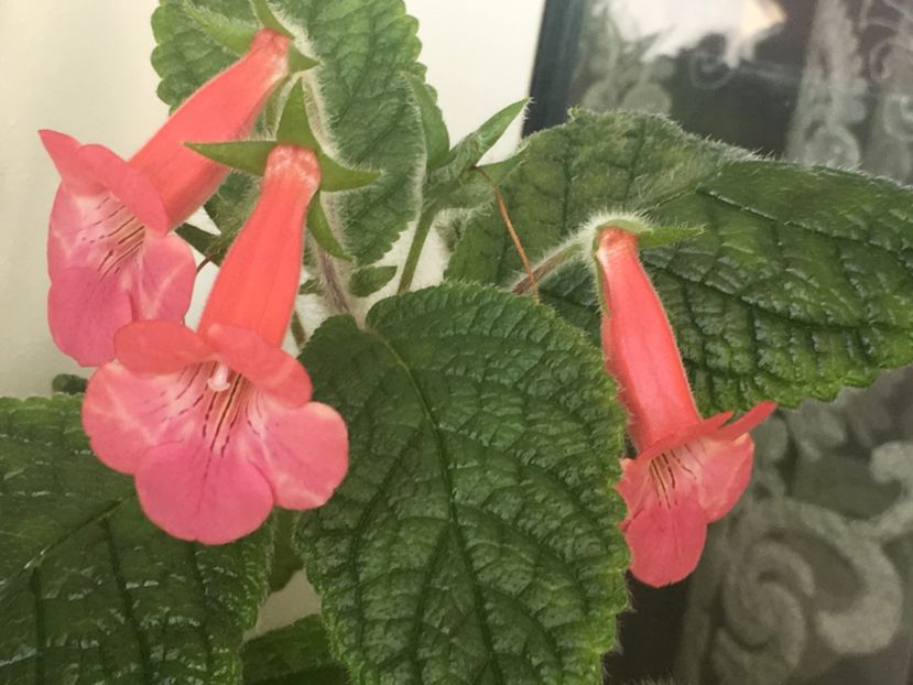 FCA5351B-0FDD-46C7-9F29-3BE27EC40E73 - Sinningia 2018