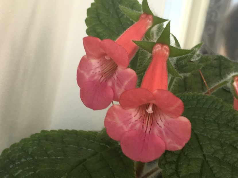 C9D048BF-5357-4843-B4E7-45B97A82EF4C - Sinningia 2018