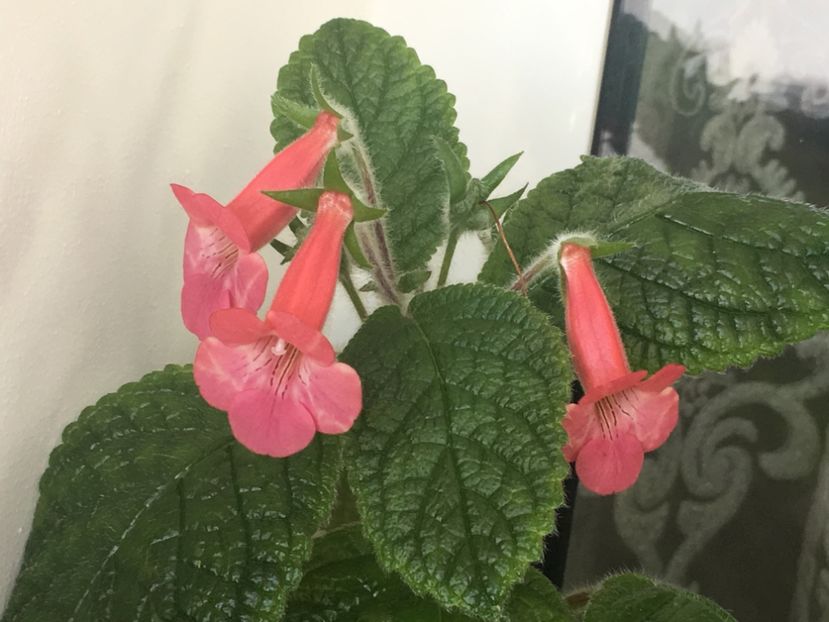 D7D0C11D-5CB0-4CA6-AFB8-88CFF3AA71F1 - Sinningia 2018