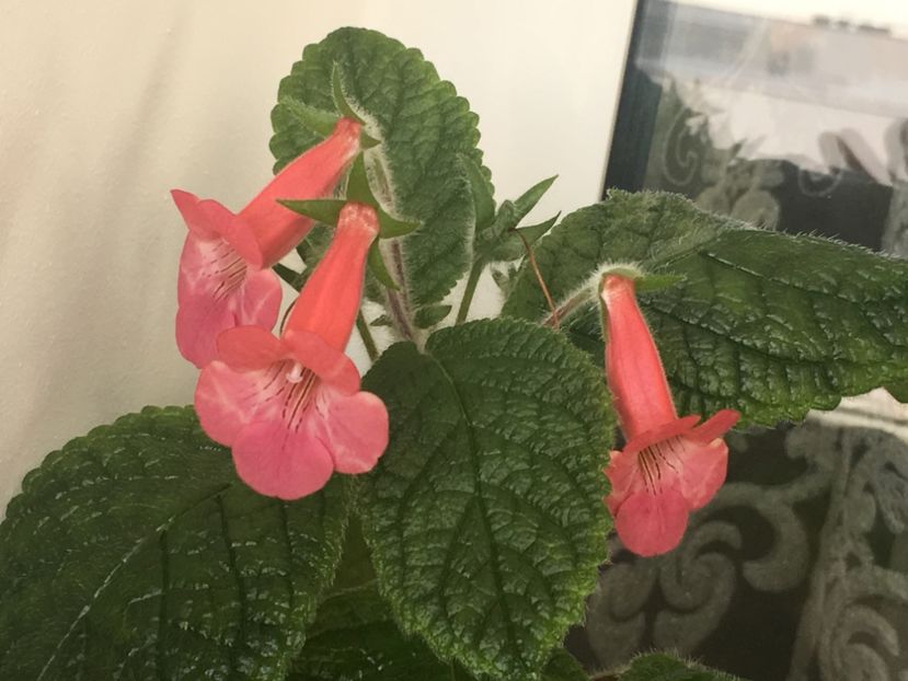 72006984-FC5B-4E48-A9ED-55700414AB43 - Sinningia 2018