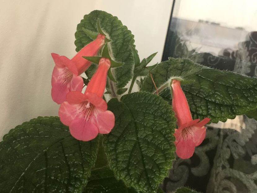 97E62C12-CBAB-49FD-8FB6-741620F16D68 - Sinningia 2018