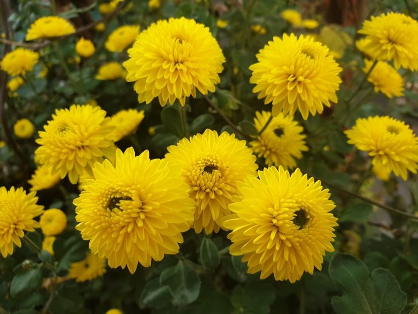 79AEF577-F11A-46AB-8034-4C928210DEB1 - Florile mamei 2018