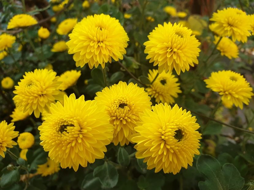 F9D36B74-5DD9-461C-8DE5-CC4A55E771A7 - Florile mamei 2018