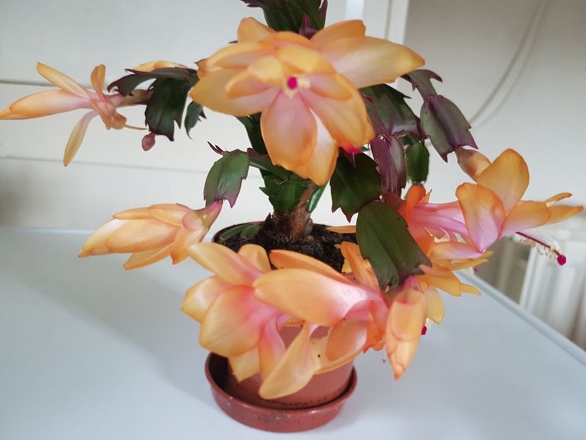 Craciunita  galbena - Florile mele din Anglia