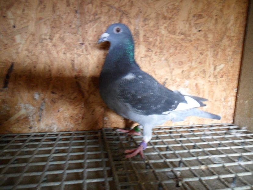 12 - orig Ko van Dommelen