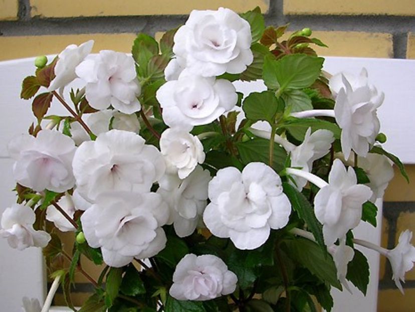 Double Picotee Rose - Double Picotee Rose