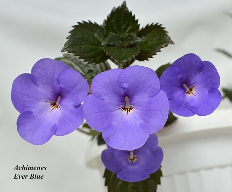  - Ever Blue