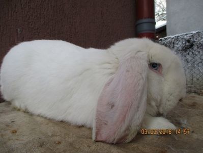 Berbec German masc . Alb cu ochi albastri - X ARHIVA IEPURI CE AM AVUT