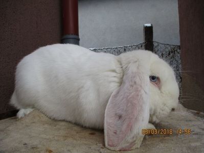  - X ARHIVA IEPURI CE AM AVUT