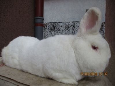 prod  proprie !!! - X ARHIVA IEPURI CE AM AVUT