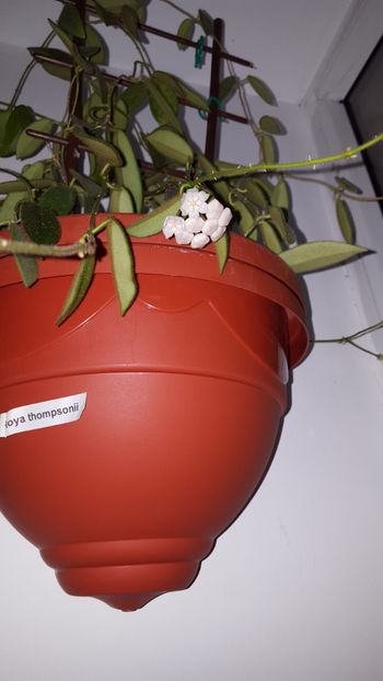  - Hoya thompsonii