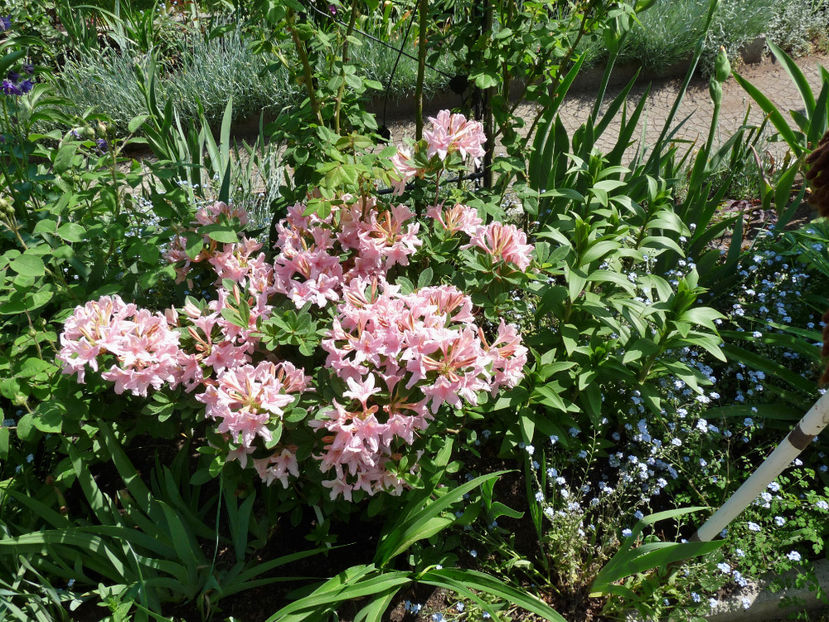  - Azalee si Rhododendroni