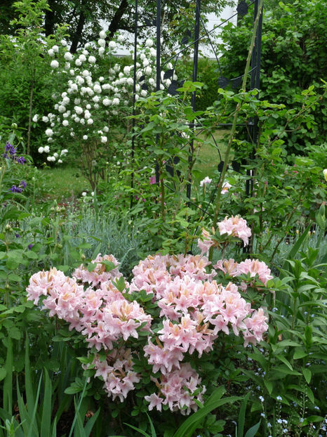  - Azalee si Rhododendroni