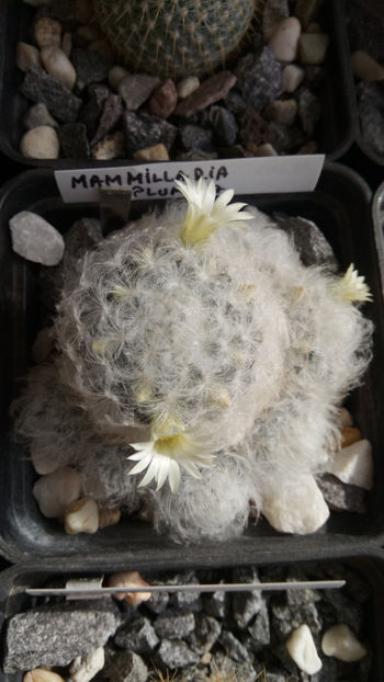 29.10.2018 - Mammillaria plumosa