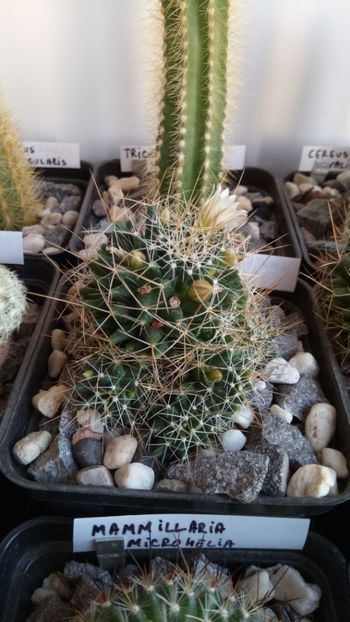 29.10.2018 - Mammillaria decipiens