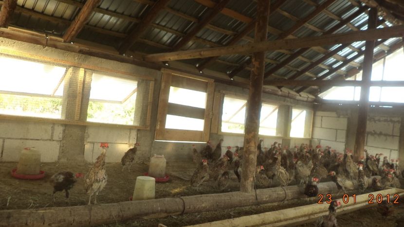  - Pui de fazani de vanzare