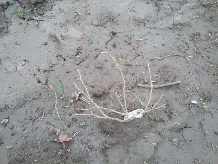  - ziana trandafiri plantati