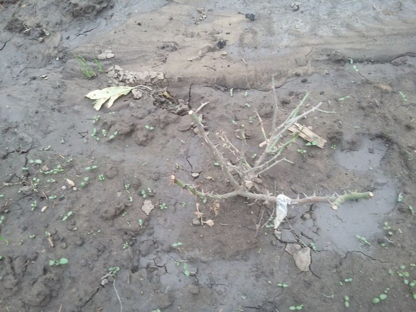  - ziana trandafiri plantati