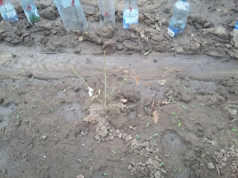  - ziana trandafiri plantati