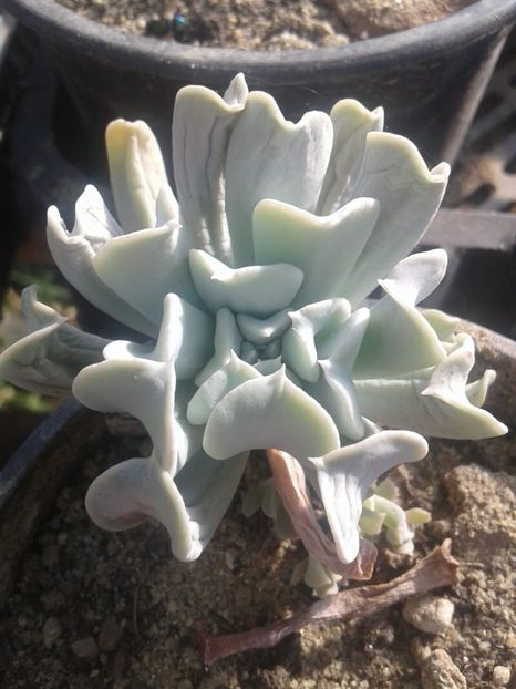 IMG-20181023-WA0017 - plante de interior