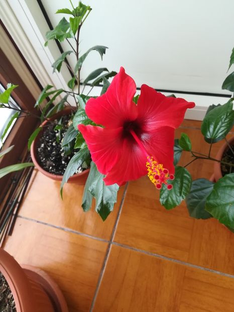  - Hibiscus 2017