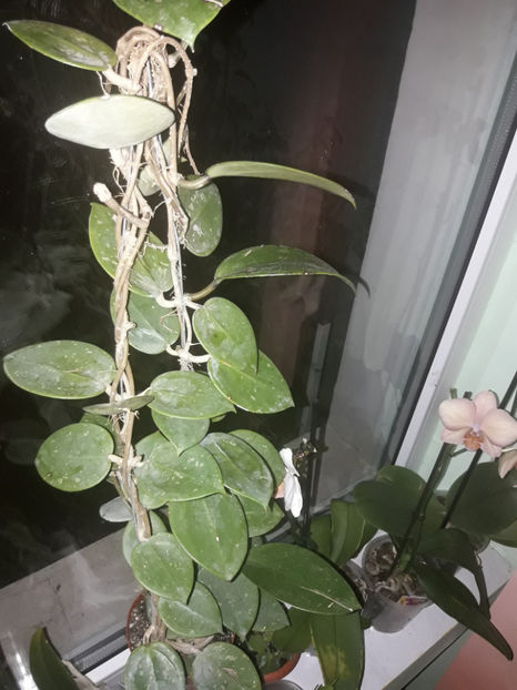  - Hoya acuta RB mini SP199