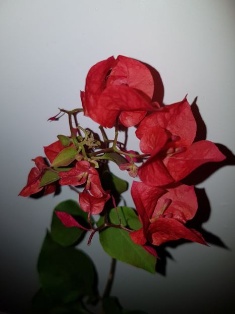  - BOUGAINVILLEA