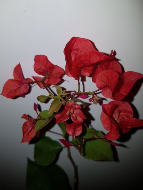  - BOUGAINVILLEA