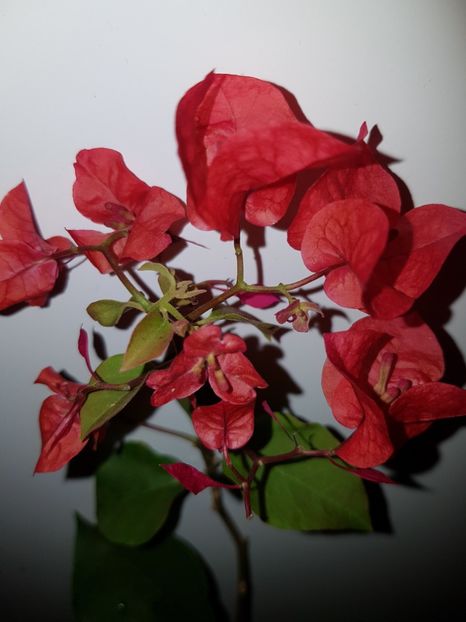  - BOUGAINVILLEA