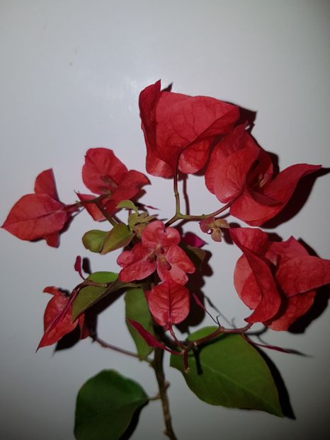  - BOUGAINVILLEA
