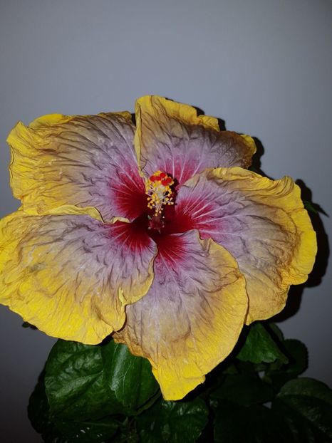  - Hibiscus Tahitian Rainbow Passion