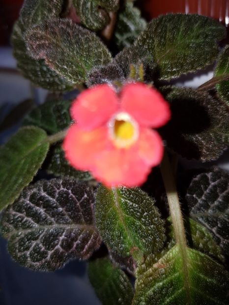  - EPISCIA