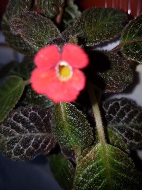  - EPISCIA